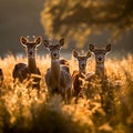 Herd of Deer Grazing in a Green Field Royalty Free Stock Photo