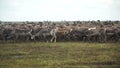 A herd of deer in the tundra. The Yamal Peninsula.
