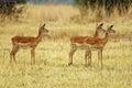 Herd of deer walking in a grassy field in nature with a blurry background Royalty Free Stock Photo