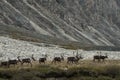 A herd of deer walking on the lake.