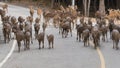 Herd of Deer walks across highway