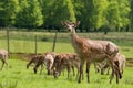 Herd of deers Royalty Free Stock Photo