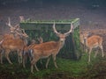 A herd of deers eating gras in a foggy and misty environment
