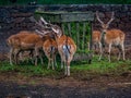 A herd of deers eating gras in a foggy and misty environment