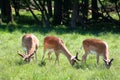 Herd of deers Royalty Free Stock Photo