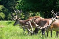 Herd of deers Royalty Free Stock Photo