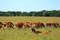 Herd of deers Royalty Free Stock Photo
