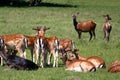 Herd of deers Royalty Free Stock Photo