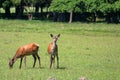 Herd of deers Royalty Free Stock Photo