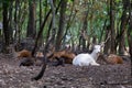 Herd deers with one albino deer lying and resting in forest under the trees