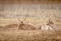 Herd of deers is resting on the glade