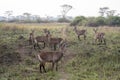 Herd of Defassa Waterbuck, Queen Elizabeth National Park, Uganda Royalty Free Stock Photo