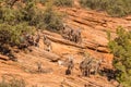 Herd of Desert Bighorn Sheep Royalty Free Stock Photo