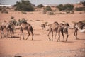 A herd of desert dromedary camels crossing the sand in the United Arab Emirates in the Middle East