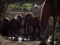 Herd of different breed of horses drinking on a hot day Royalty Free Stock Photo