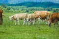Herd of dirty white and brown cows and calves in a pasture
