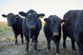 herd of docile curious black cows Royalty Free Stock Photo