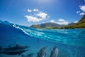 Herd of dolphins underwater with landscape over waterline