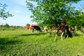 Bloodstock cows are grazing grass, on a pasture, meadow Royalty Free Stock Photo