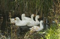 A herd of domestic geese swims in the pond in summer