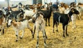 Herd of domestic goats in barn at livestock farm Royalty Free Stock Photo