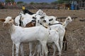 Herd of domestic goats in a pen of thorny plants in a Maasai village in the hinterland of Kenya, Africa Royalty Free Stock Photo