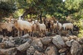 Herd of domestic sheep and goats on a mountain pasture. Greek island of Crete Royalty Free Stock Photo