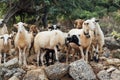 Herd of domestic sheep and goats on a mountain pasture. Greek island of Crete Royalty Free Stock Photo