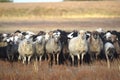 A herd of domestic sheep grazes in the steppe on an autumn day. Royalty Free Stock Photo