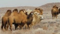 A herd of domestic two-humped camels covered with thick wool