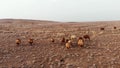 A herd of domestic two-humped camels