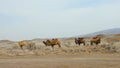 A herd of domestic two-humped camels