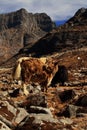 herd of domestic yak (bos grunniens) grazing in the high himalayan alpine meadow near sela pass, tawang