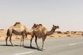 A herd of domesticated one-humped Arab camels crossing the road, Dubai United Arab Emirates