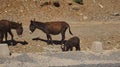 A herd of Donkey on a sandy desert like plain