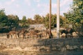 Herd of donkeys grazes in a paddock in the park