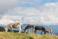 Herd of donkeys grazing on alpine meadow