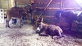 Herd of donkeys standing and lying inside paddock. Donkeys at donkey farm