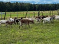 A herd of a dozen or so goats running across the pasture Royalty Free Stock Photo