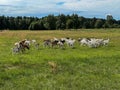A herd of a dozen or so goats running across the pasture Royalty Free Stock Photo
