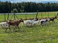 A herd of a dozen or so goats running across the pasture Royalty Free Stock Photo