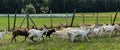 A herd of a dozen or so goats running across the pasture Royalty Free Stock Photo