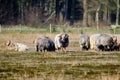 Herd of Drents heather sheep in winter coat with long curved horns on the Meindersveen heath. Cold sunny day. Drenthe,