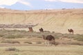 Dromedaries in Tunisia