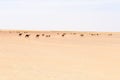 Herd of dromedaries, Rub al-Khali desert (Oman)