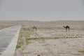 herd of Dromedaries standing in the blurry heat haze