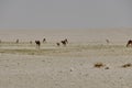 herd of Dromedaries standing in the blurry heat haze