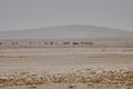 herd of Dromedaries standing in the blurry heat haze