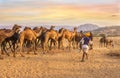 A Rajasthani camel herder guiding his herd through the north Indian desert.