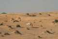 Herd of dromedary in isolated Oman desert Royalty Free Stock Photo